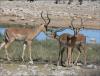 Africa Nature Animals (16)